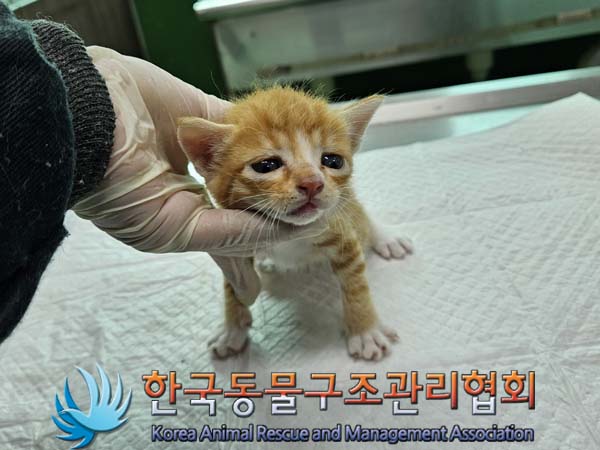 한국동물구조관리협회_441409202401064